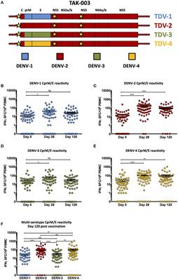 Assessing the Diversity and Stability of Cellular Immunity Generated in Response to the Candidate Live-Attenuated Dengue Virus Vaccine TAK-003